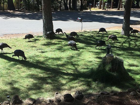 Turkey visit every morning