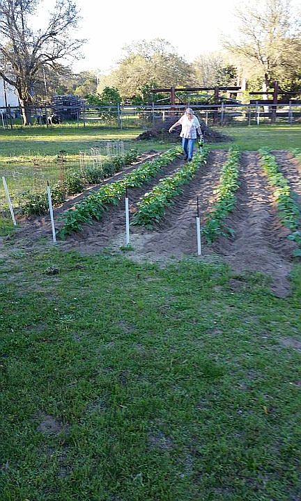 Small Garden this year
