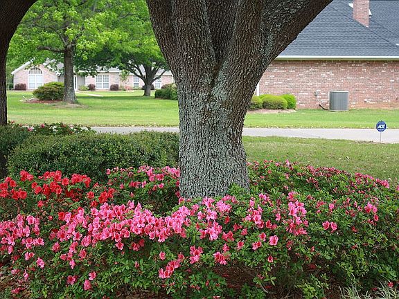 Front yard 