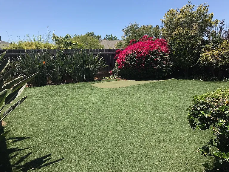 back yard
