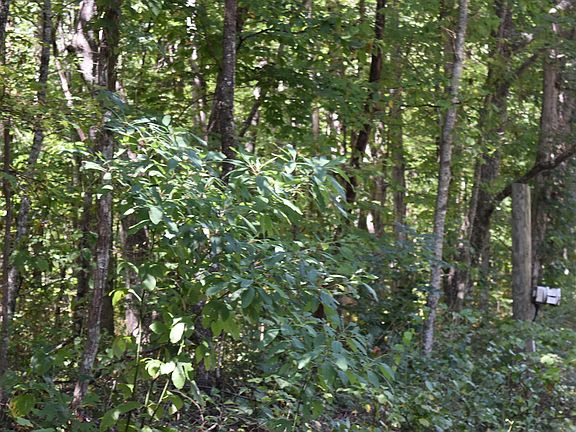 2nd image of 0 Lower Firetower Rd