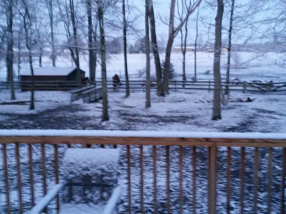 back yard