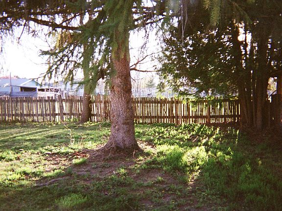 Back Yard 01