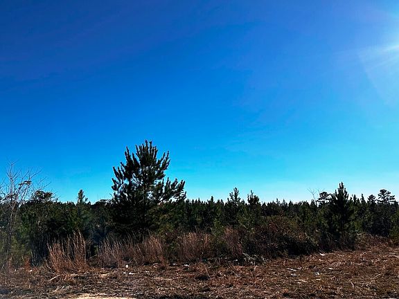 young natural pine stand