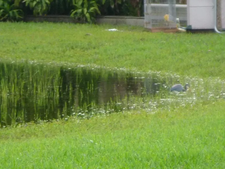 Crane in the Pond