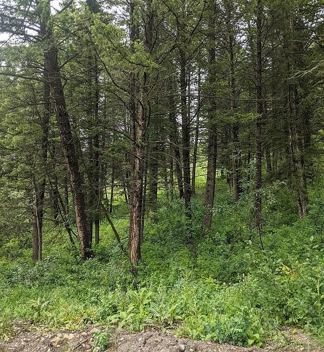 2nd image of Spruce Dr