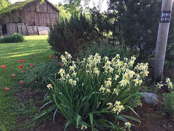 Flower bed off of laundry