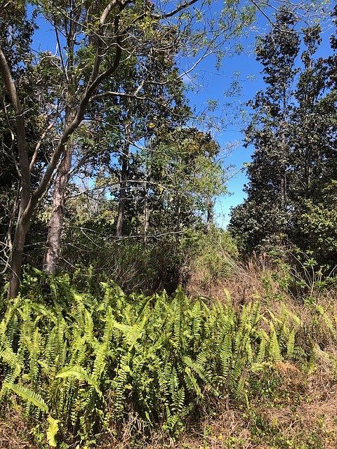 1st image of Bamboo Ln Lot 28