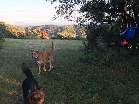 View of Backyard with Dogs