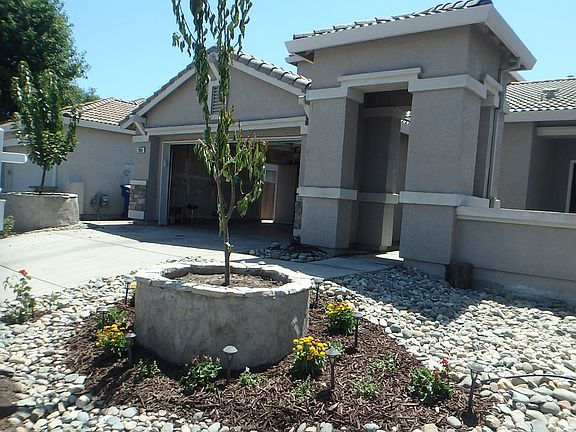 2 mature Cherry trees 