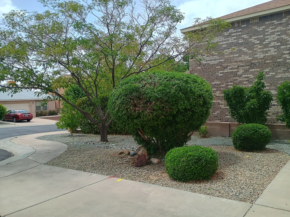 Front yard from garage. - 12419 Rainier Way NE