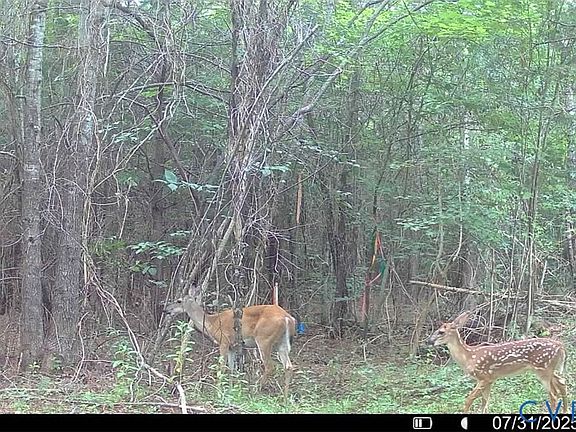 2nd image of N/a Doswell Town Rd