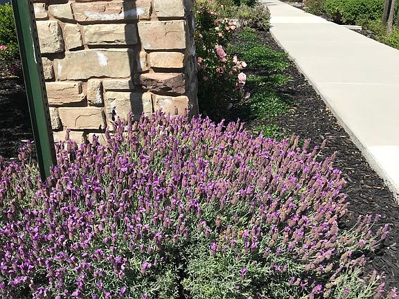 Sidewalk in front of the house