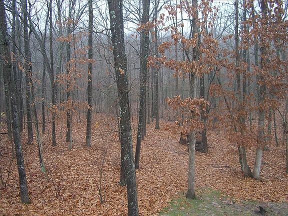 wooded lot