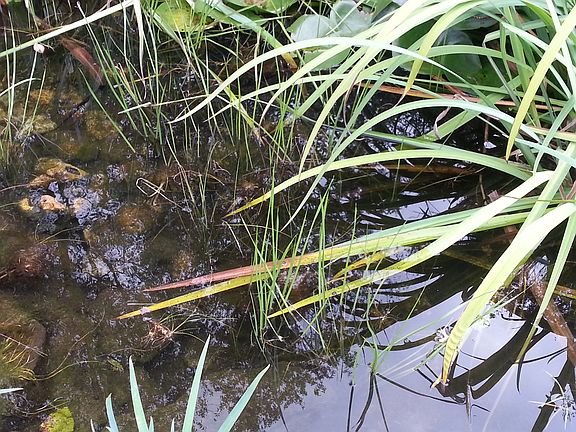 4 foot deep pond with fish