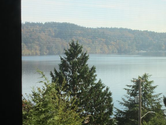 Lake shows beauty of majestic tree