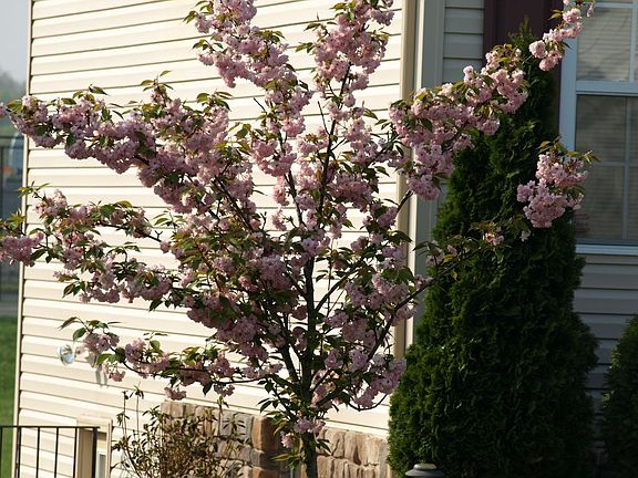 Gorgeous Cherry Blossums