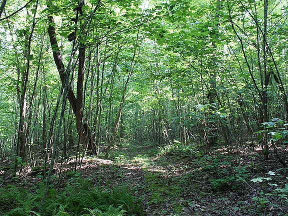 Open trail system leading through the south portion of the property