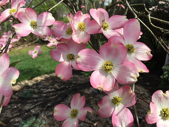 Springtime dogwoods