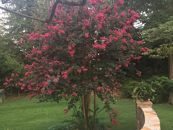 Mature Trees, Landscaping