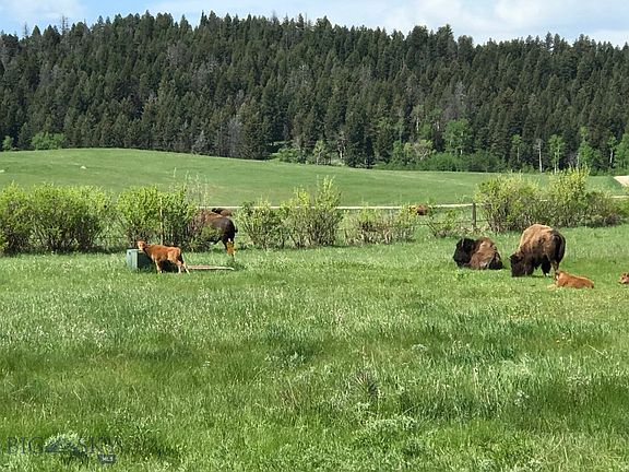 4th image of Tbd Grizzly Bear Loop