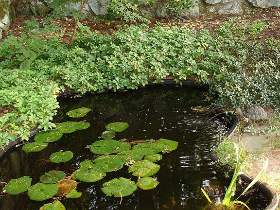 Back Yard Pond