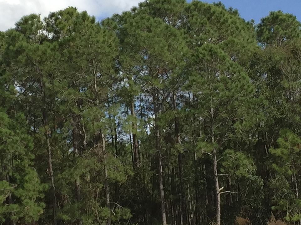 1st image of Parcel Id 04462-011-000 #20