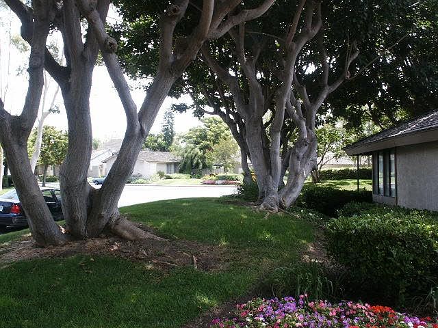 1st image of 268 Orange Blossom