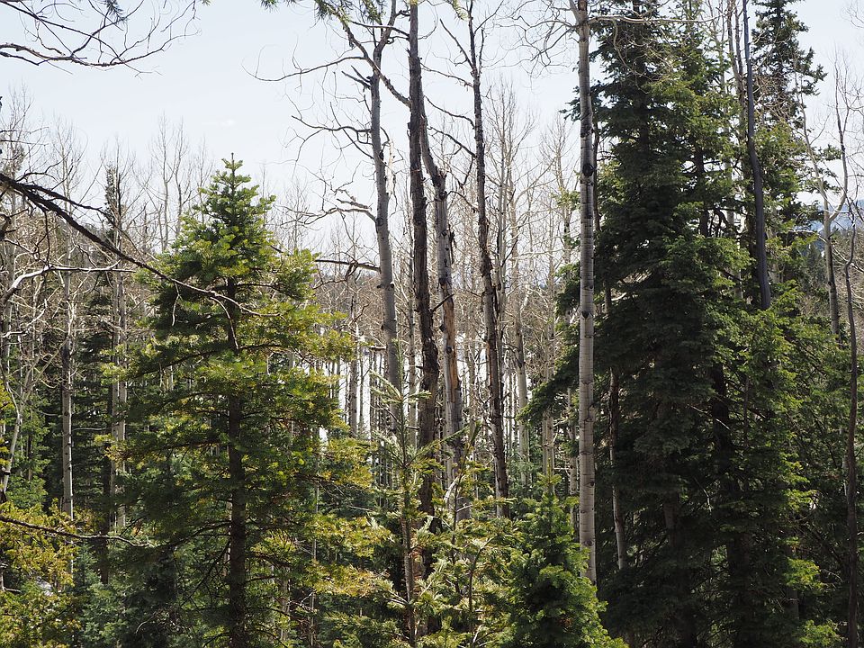 2nd image of 36 Elk Way