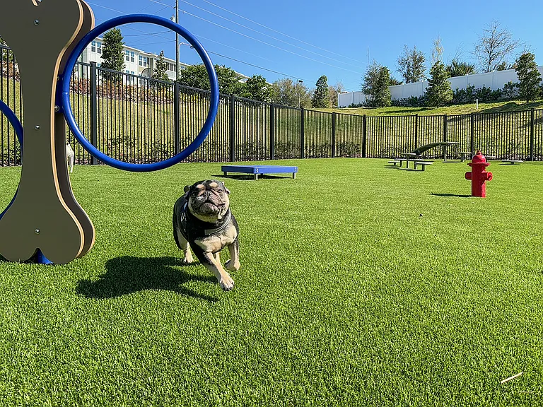 Bark park and agility course