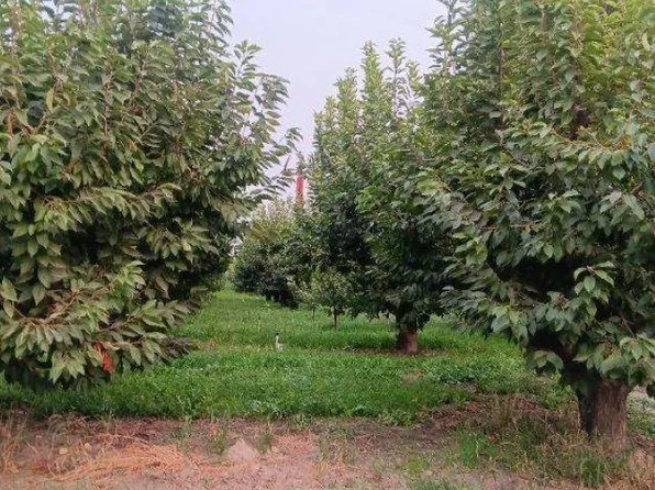 Lester Rd, Sunnyside, WA 98944