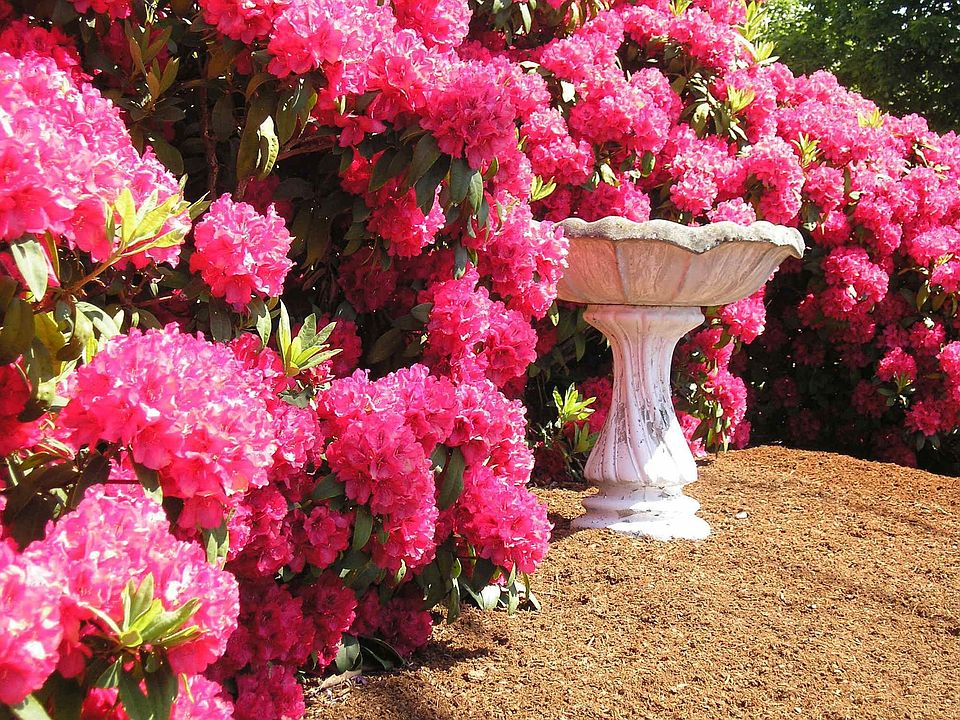 Rhodies