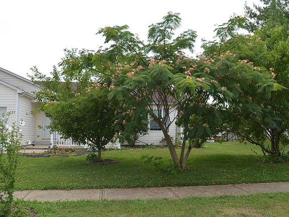 3rd image of 527 Misty Dawn Dr