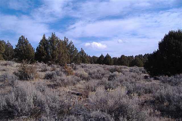 2nd image of 697-950 Crow