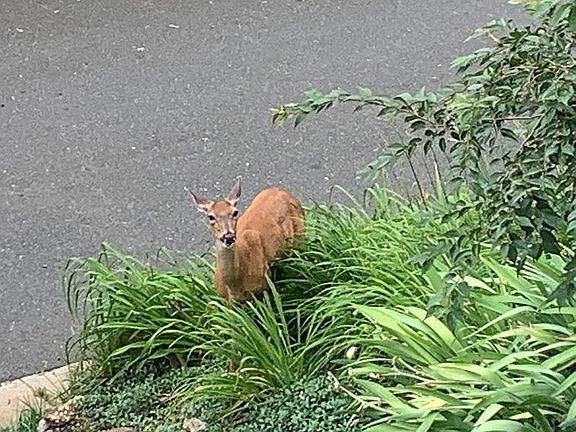 “Deer” family friends