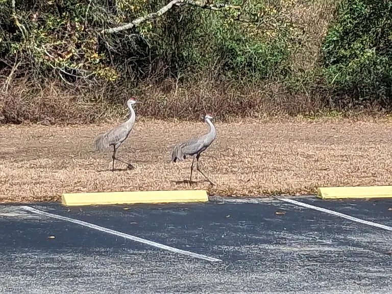 Village at Indigo Lakes Apts. — Photo 43
