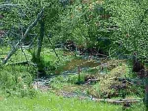 3rd image of 133 Acres Off Kitt Narcisse