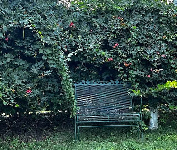 Back yard