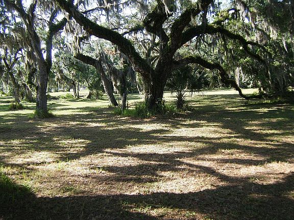 One of the Big Trees