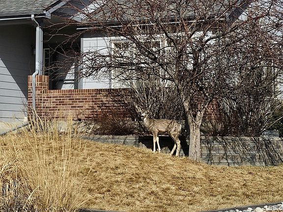 4th image of 21805 Mount Elbert Place