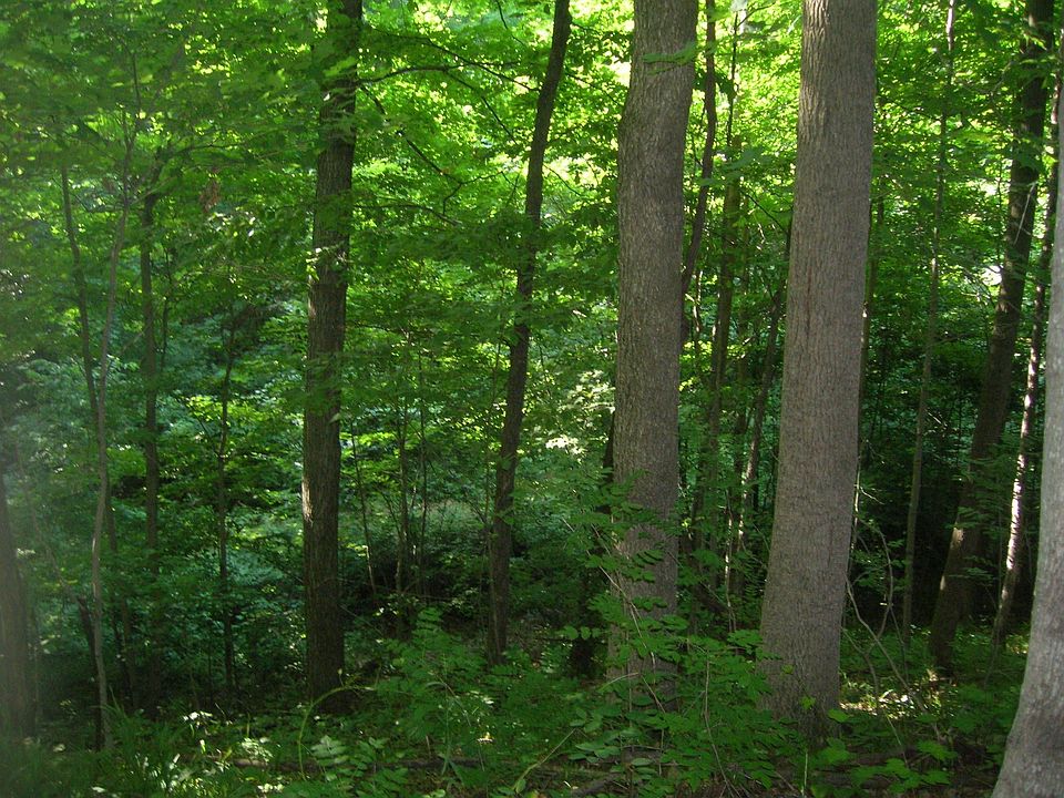 1st image of Burrows Ln Lot 5