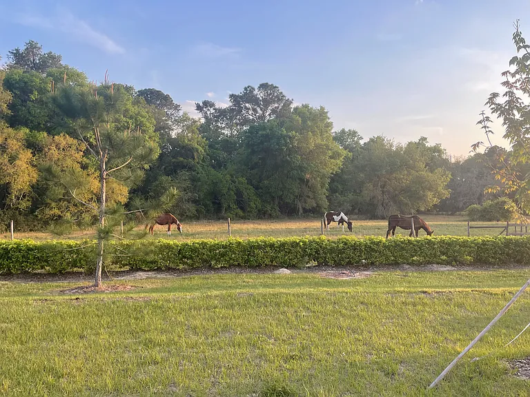 34012 Sky Blossom Cir — Photo 3