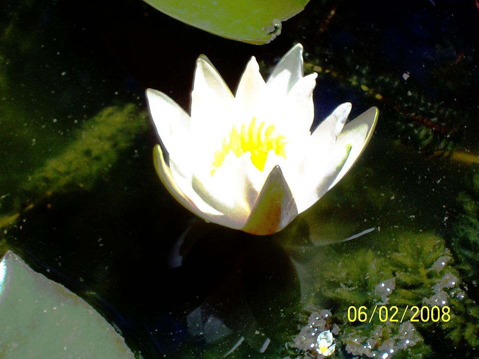 Pond Lily
