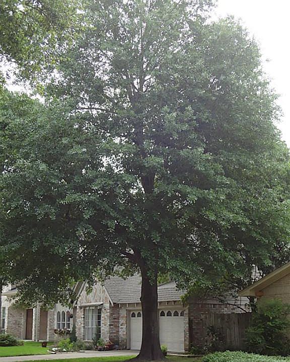 1st image of 13831 Saint Marys Ln