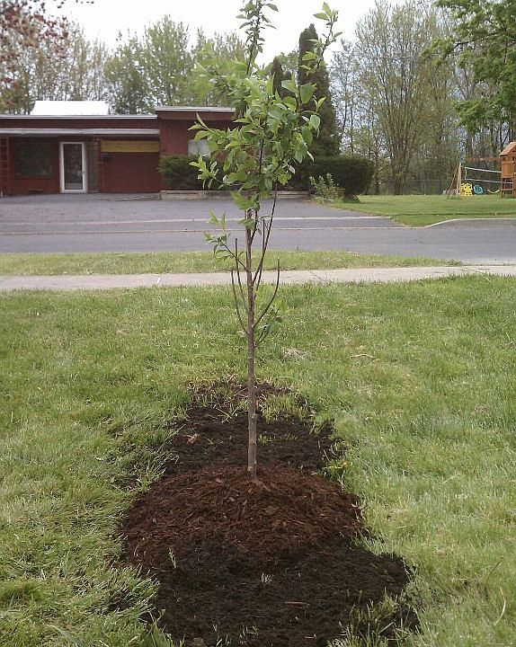 Cherry tree, street view