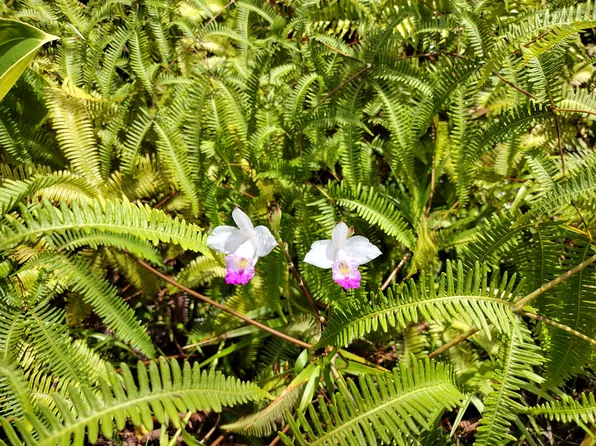 Lahaina Rd Lot 458, Pahoa, HI 96778