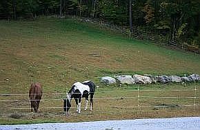 One of two pastures