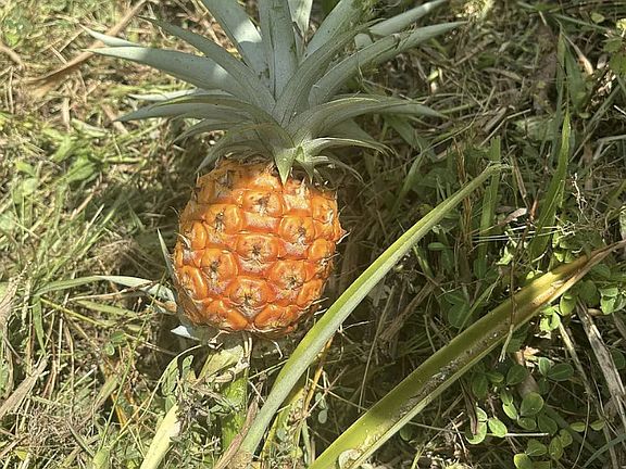 3rd image of 14-3379 Pakalana Rd Lot 201