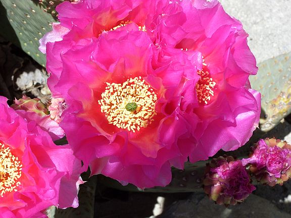 Vibrant Cactus Bloom