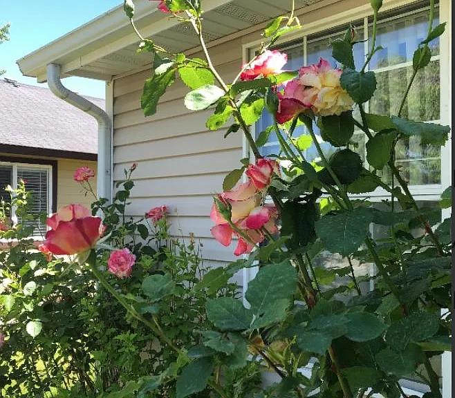 5416 S Onaga Pl — Photo 15